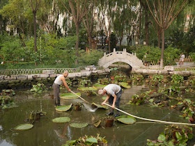 two men working together to spray water underneath a water lily in a drained pond at Wenying Park in Tiayuan