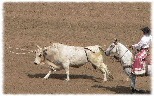 Bull Riding Wallpaper Pics