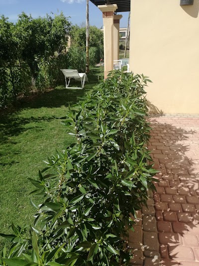 Photos of Dyar Shemsi