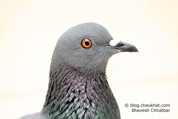 Pigeons are beautiful too. A parent female pigeon posing nicely for her photo session.