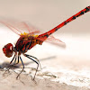 Libélula (Red-veined dropwing)