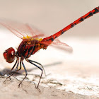 Libélula (Red-veined dropwing)