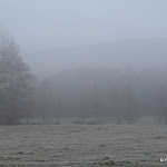 Prés givrés et bois sous la brume matinale