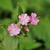 Red Campion