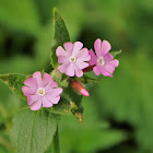 Red Campion