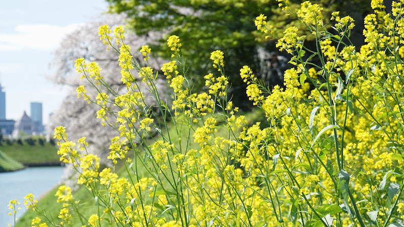 千鳥ヶ淵 桜 写真19