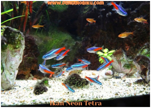 ikan neon tetra