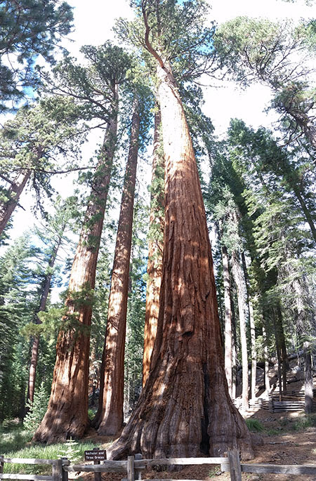 Etapa 10: Yosemite-1 - De Seattle a Los Ángeles en solitario (9)