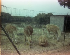 1983.06.25-039.10 lamas