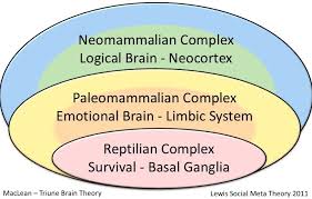 Brain-evolution