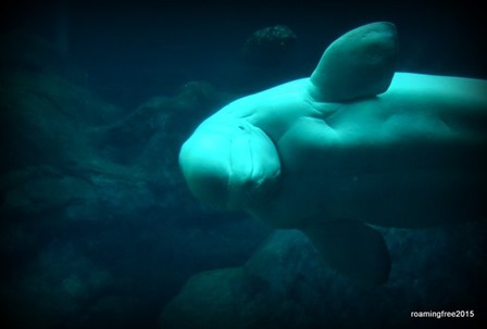 Beluga Whale -- posing for the crowd