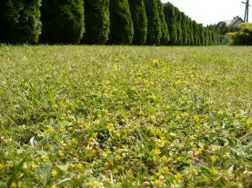 Koniczyna drobnogłówkowa Trifolium dubium