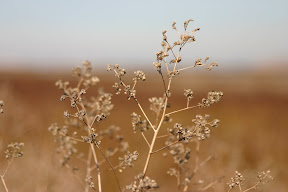 Wild grasses