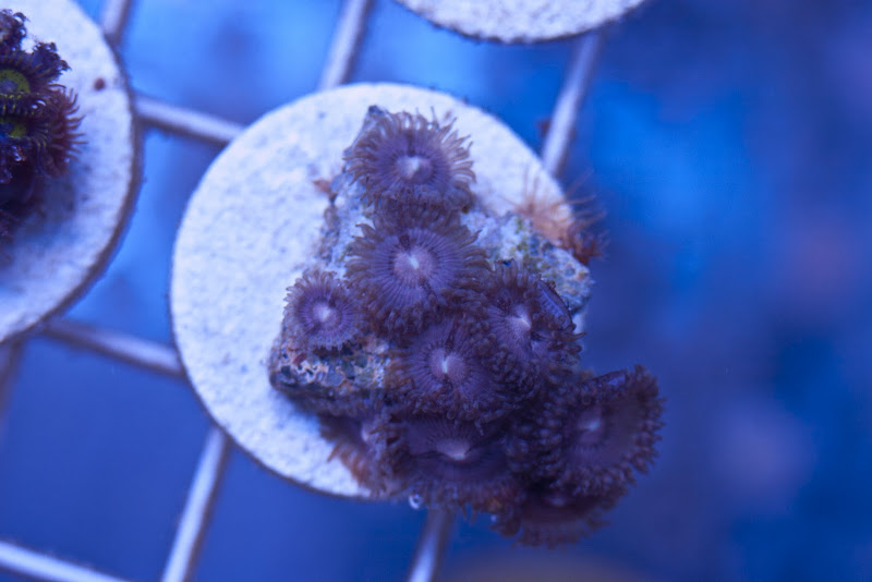 CRW 3872 - SPS and Zoa frag packs