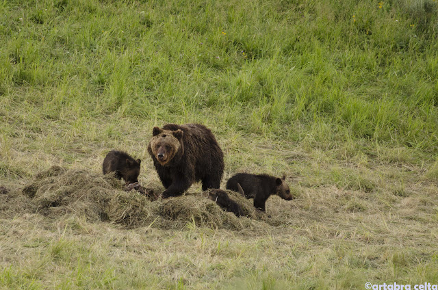 YELLOWSTONE con los 5 sentidos - OESTE DE EEUU 2015. UN MES POR LOS PARQUES NATURALES DE 6 ESTADOS (TERMINADO!!) (31)