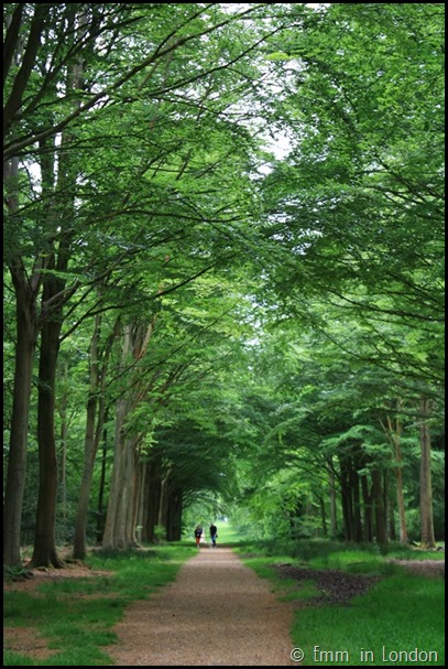 Avenues of Felbrigg Hall