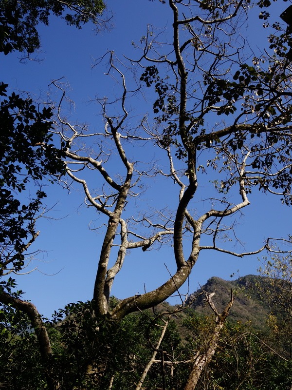 2014_0101-0105 萬山神石、萬山岩雕順訪萬頭蘭山_0126