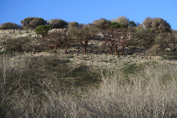 Tourist Trees