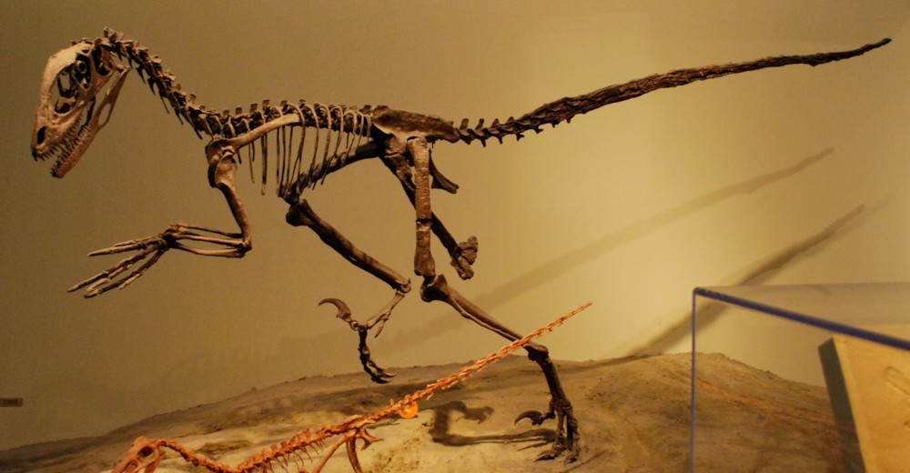 파일:external/upload.wikimedia.org/FMNH_Deinonychus.jpg