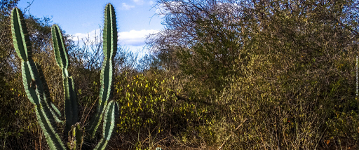 290 ideias de Cactus  cactos, cactos desenho, planos de fundo