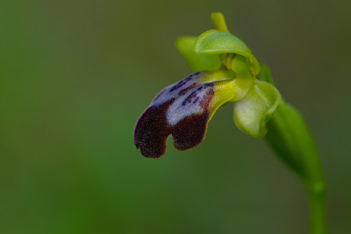 Ophrys fusca