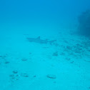 Whitetip reef shark