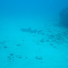 Whitetip reef shark