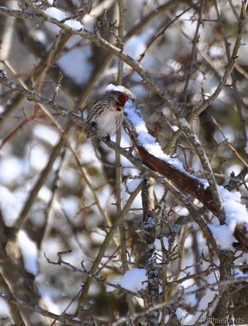 3. Redpoll Feb 25-kab