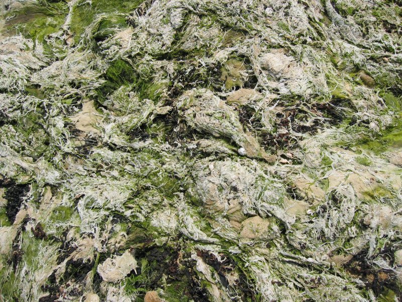 dry seaweed