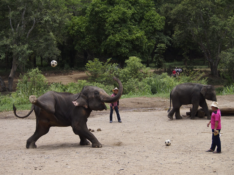 Por Tierras de Siam - Blogs de Tailandia - Chiang Mai - Tiger Kingdom / Maetaeng Elephant Park/ Wat Doi Suthep (15)