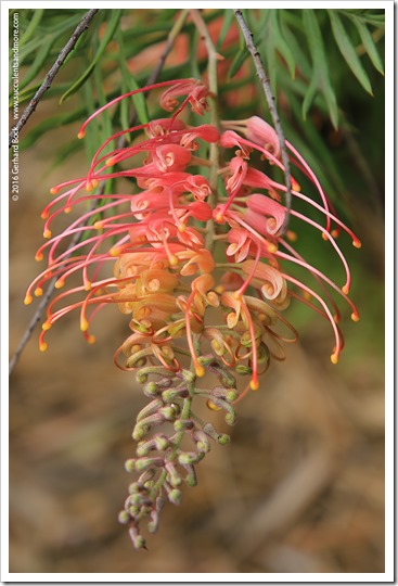 161115_FY_Grevillea-Superb_004