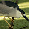 Black-crowned Night-Heron