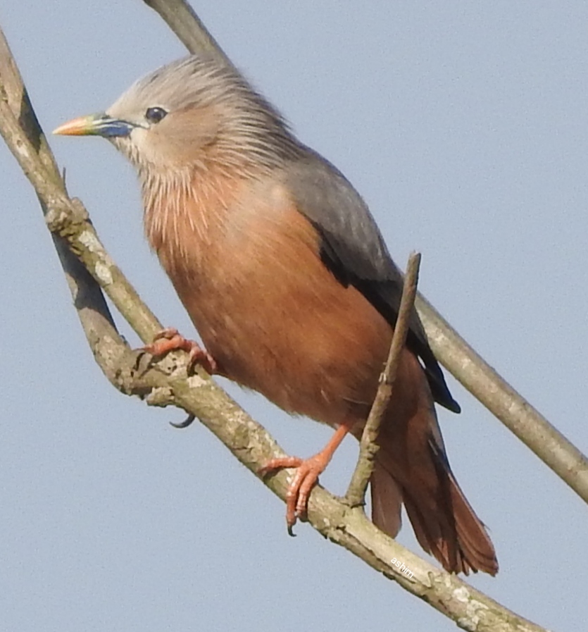 Chestnut-tailed Starling