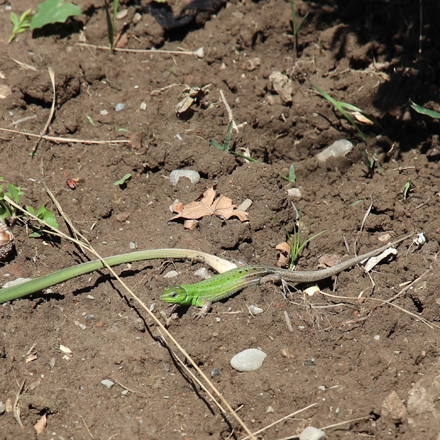 Грузинский экспресс: Тбилиси, Казбеги, Сванетия. Первомай 2015 Грузинский экспресс: Тбилиси, Казбеги, Сванетия. Первомай 2015