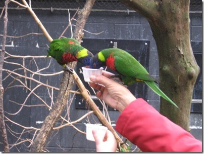 IMG_0534 Lorikeets at the Oregon Zoo in Portland, Oregon on November 10, 2009