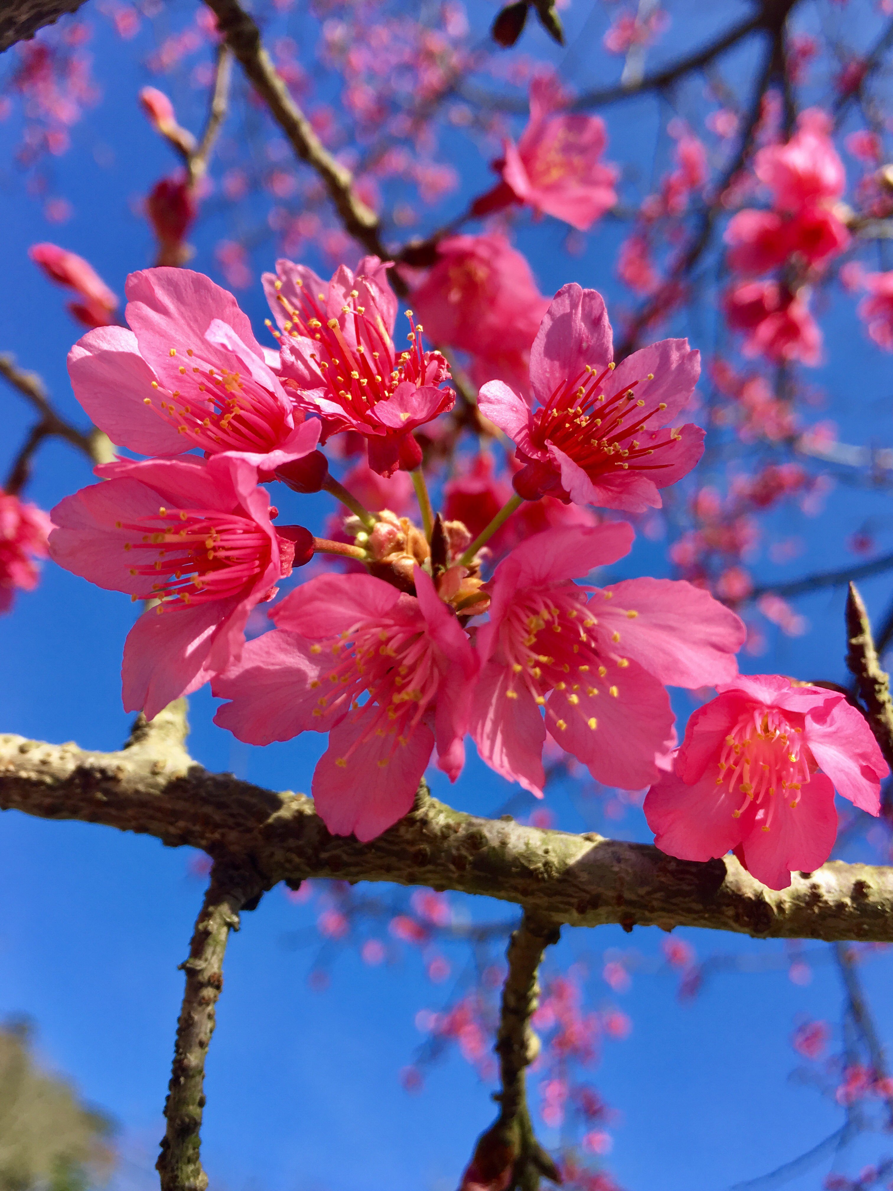 cherry blossom, Sanyi, dahu, Miaoli, taiwan