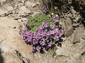 Linéaire Alpine, Linaria alpina, famille: Scrophulariacées. lineaire Alpine, Linaria alpina Scrophulariacees 2.JPG