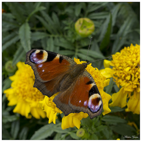 Papillon au 35mm SEBY4716