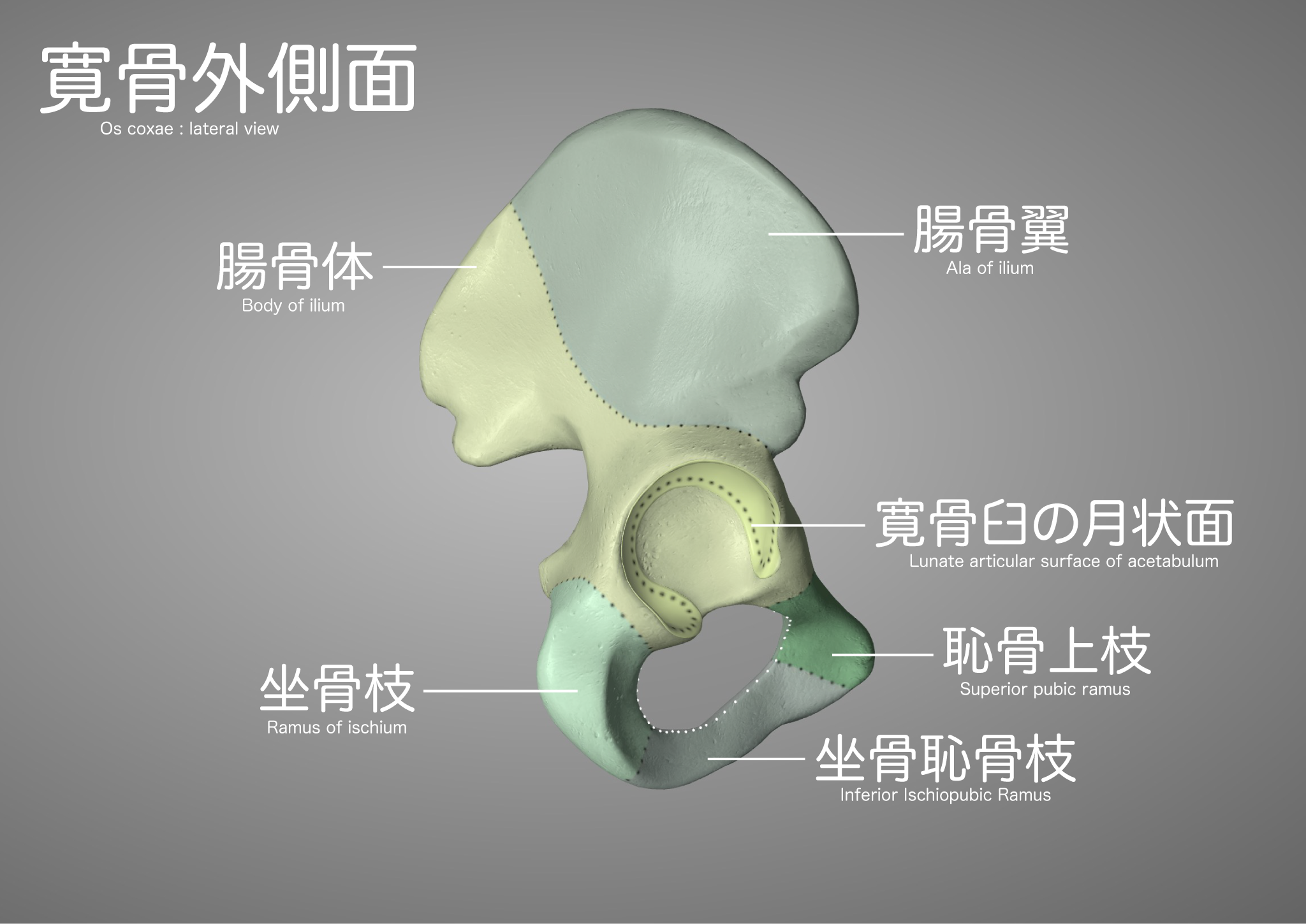 寛骨の構造 徹底的解剖学