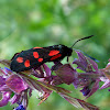 Six-spot burnet