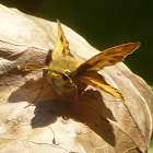 Fiery skipper