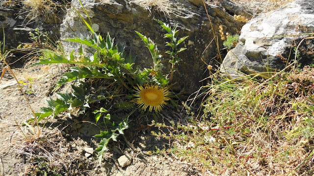 DSC03491.JPG