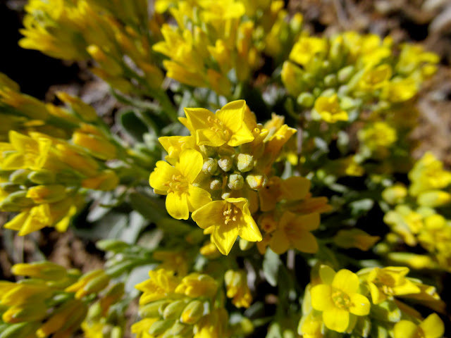 Yellow wildflowers