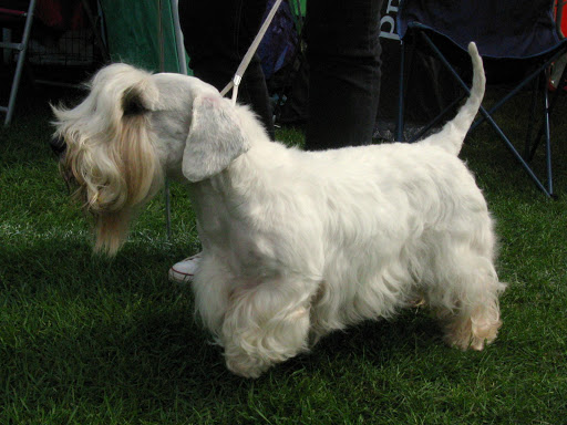 Sealyham Terrier Wallpaper