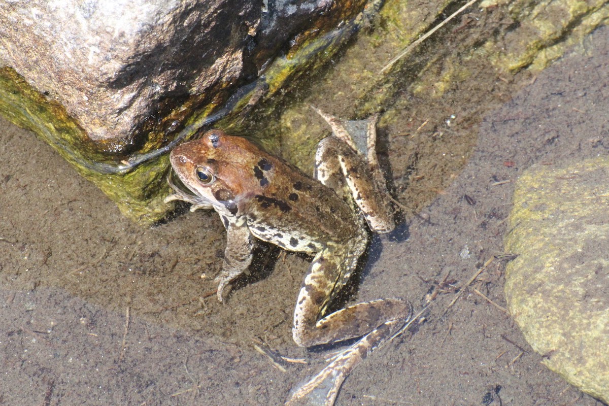 L'étang de Batouxiade dans la vallée d'Orlu IMG_4014