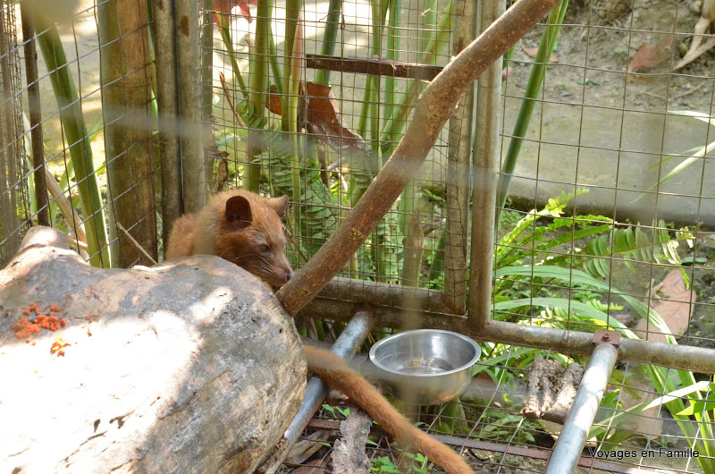 luwak / civette - kebune bali