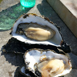 giant oysters from Texel in Texel, Netherlands 