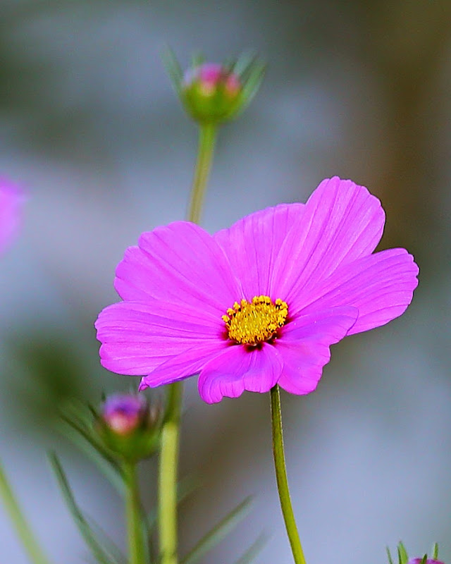 IMAGE: https://lh3.googleusercontent.com/-dSu2pZqD_og/VGDCrucJ_3I/AAAAAAAAEd0/VBXCwNQYSTw/s800-Ic42/IMG_7192%252520dpp.JPG