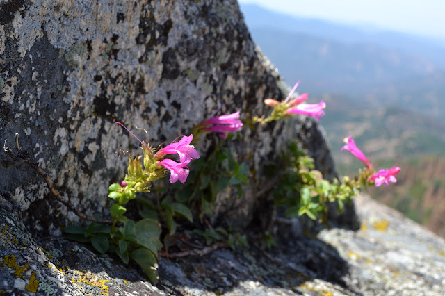 flowers at the summit