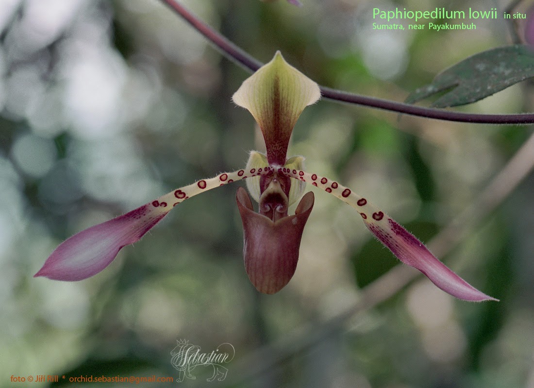 Carnivores et orchidées in situ  - Page 3 Paphiopedilum%2Blowii%2B28A_0192-1